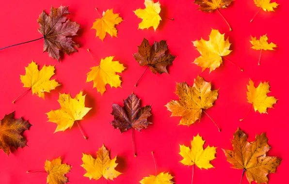Picture leaves, background, maple