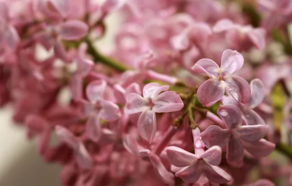 Picture nature, pink color, lilac blossoms