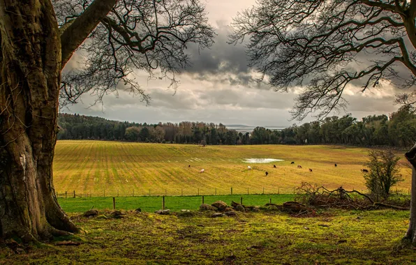 Picture greens, field, forest, the sky, grass, clouds, trees, clouds, meadow, Ireland, County Down