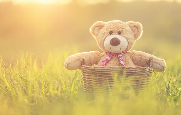 Picture basket, toy, bear, bear, vintage, bear, retro, teddy, lonely, cute, lonely