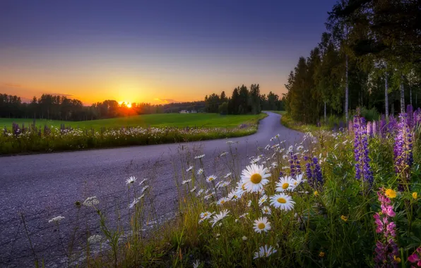 Picture road, sunset, flowers