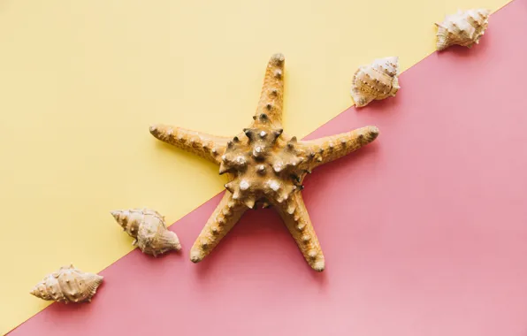 Picture background, shell, starfish