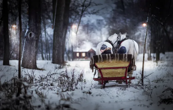 Picture winter, horses, boy, sleigh
