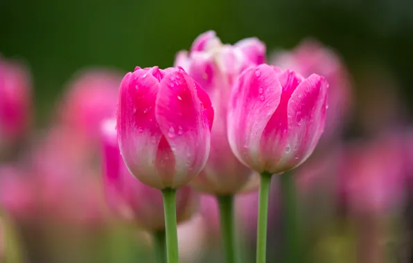 Picture drops, macro, tulips, buds, bokeh