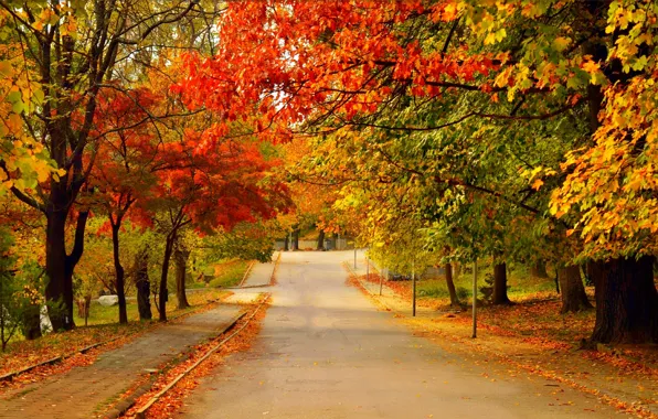 Picture Road, Autumn, Trees, Fall, Foliage, Autumn, Colors, Road, Trees, Leaves