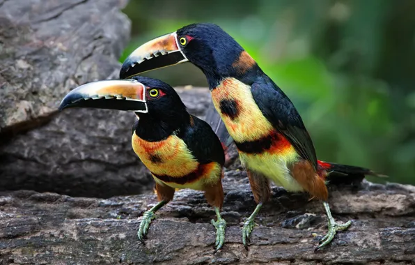 Picture bird, beak, pair, Toucan, collared aracari