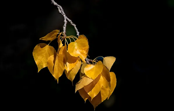 Picture autumn, leaves, branch