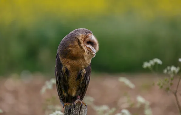 Picture owl, bird, profile
