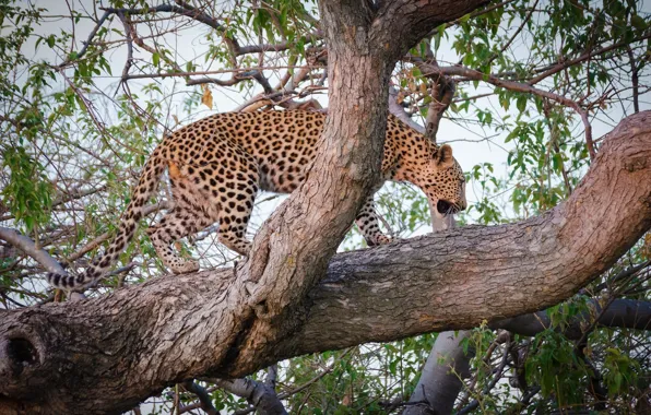Picture predator, leopard, wild cat, on the tree