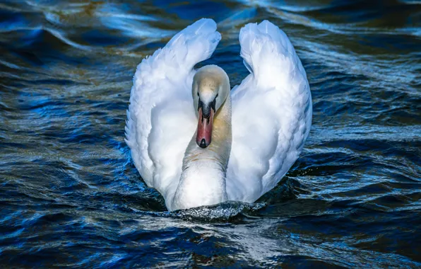 Picture wave, white, water, river, bird, wings, beak, white, Swan, beautiful, pond, beautiful, blue, blue background, …