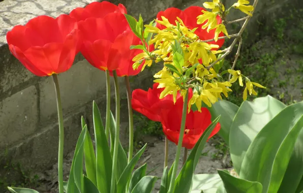 Picture flowers, tulips, yellow, red tulips, spring 2018, Mamala ©