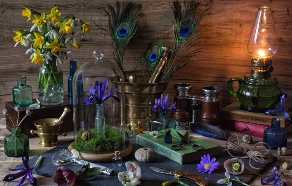 Picture flowers, lamp, feathers, shell, book, bottle, still life, Narcissus, mortar, iris, hellebore