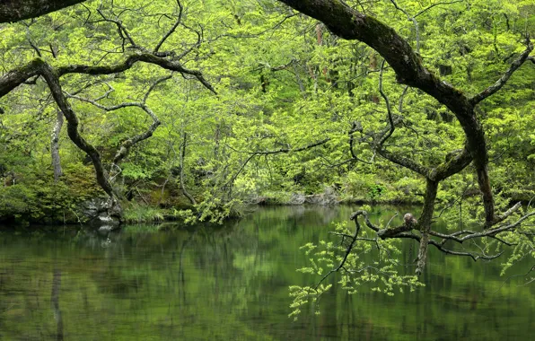 Picture greens, forest, water, trees, branches, lake, pond
