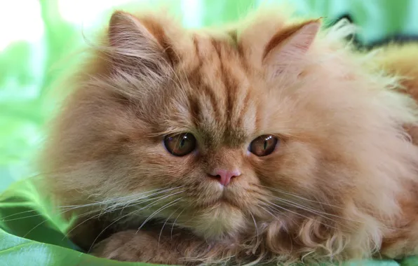 Picture look, fluffy, muzzle, red cat, Persian cat