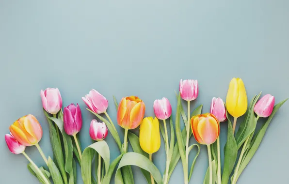 Picture flowers, colorful, tulips, fresh, wood, flowers, beautiful, tulips, spring
