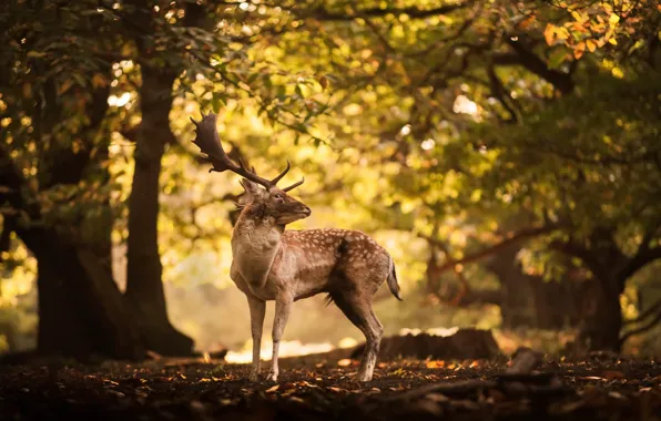 Picture autumn, nature, deer