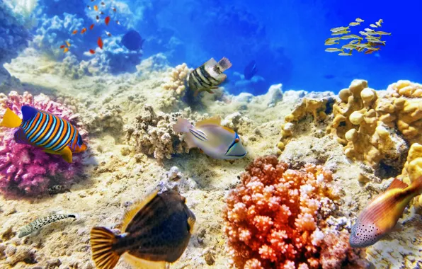 Picture sea, fish, the bottom, corals, underwater world