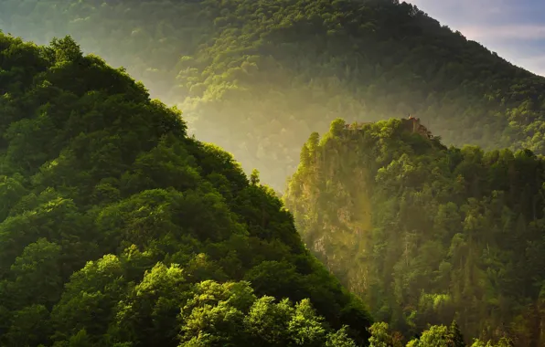 Picture trees, castle, Romania, the Fagaras mountains, Poenari