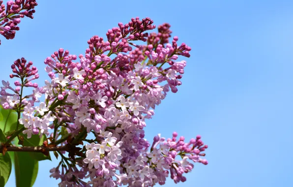 Picture nature, branch, spring, petals, flowering, lilac