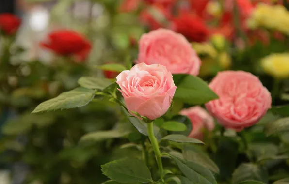 Picture flower, pink, Rose, Bud, flowering