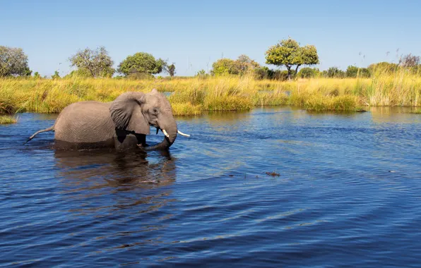 Picture the sun, trees, river, the reeds, elephant, in the water