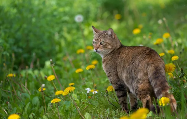 Picture cat, cat, flowers, spring, dandelions