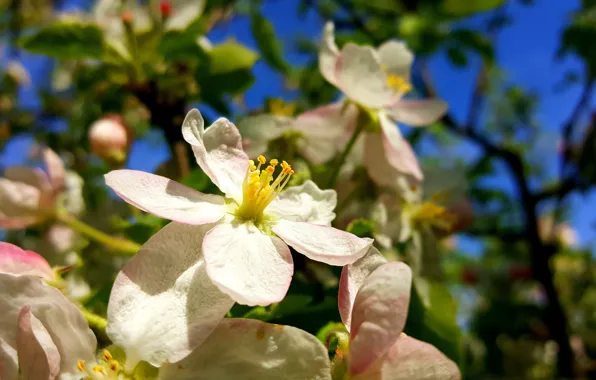 Picture Spring, Flowering, Apple-blossom