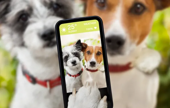 Picture dogs, humor, blur, smartphone, selfie