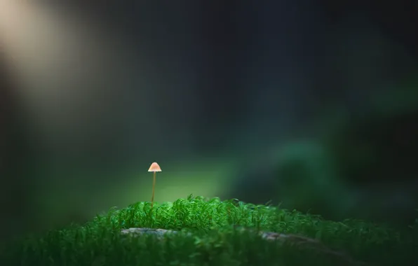 Picture nature, background, mushroom