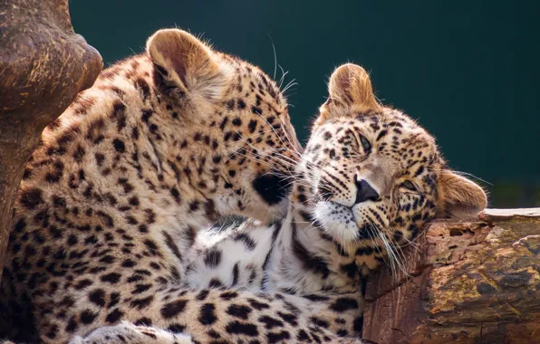 Picture love, cats, kitty, background, leopard, log, cub, wild, leopards, muzzle, mother, hugs, in the arms …