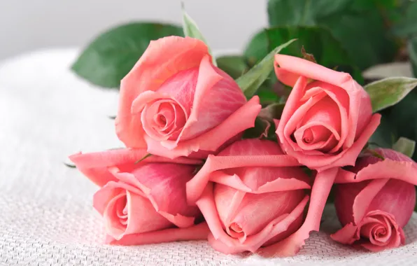 Picture roses, bouquet, love, buds, pink, flowers, romantic, roses