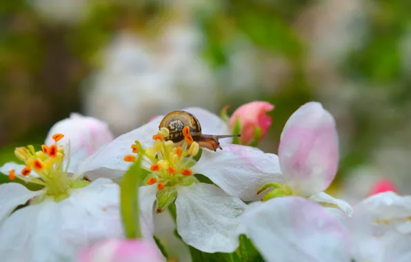 Picture Macro, Flowers, Snail