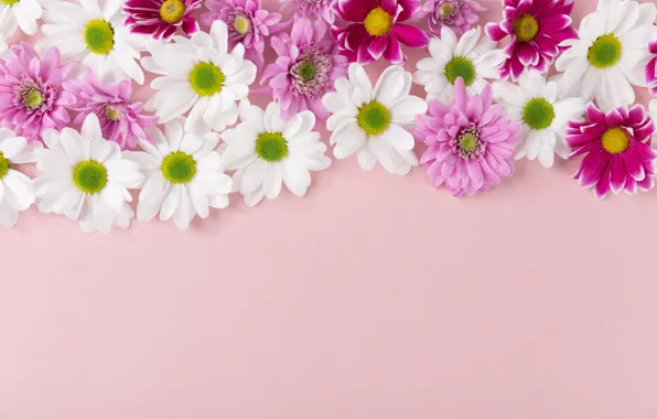 Picture white, purple, flowers, Chrysanthemum