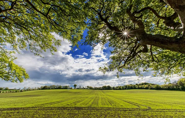 Picture field, summer, the sky, the sun, tree