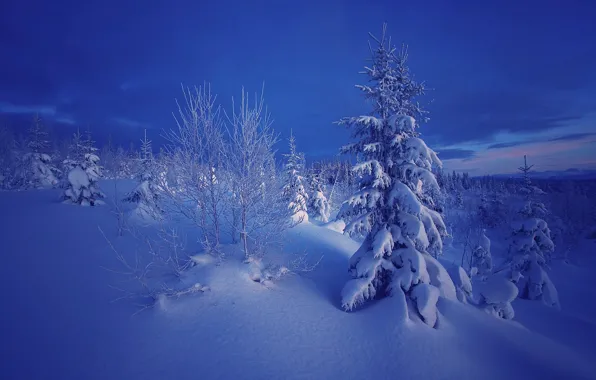 Picture winter, snow, trees, nature, the evening, ate, Norway