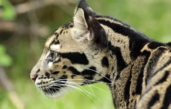 Picture wool, color, Clouded leopard