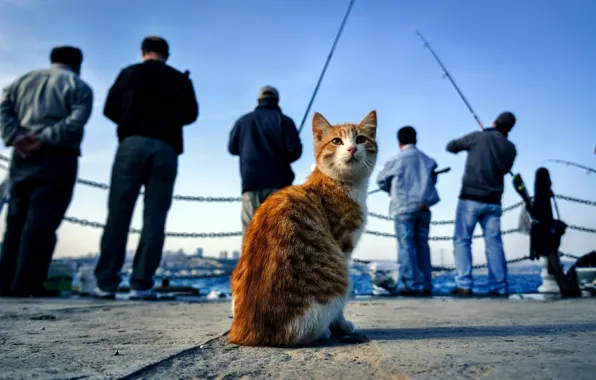Picture cat, cat, fishermen