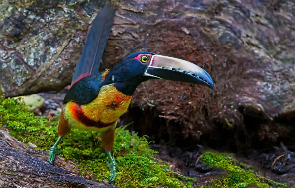 Picture bird, beak, Toucan, collared aracari