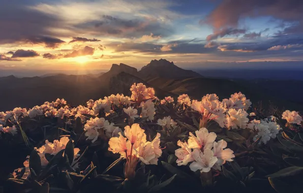 Picture the sun, light, flowers, mountains, morning