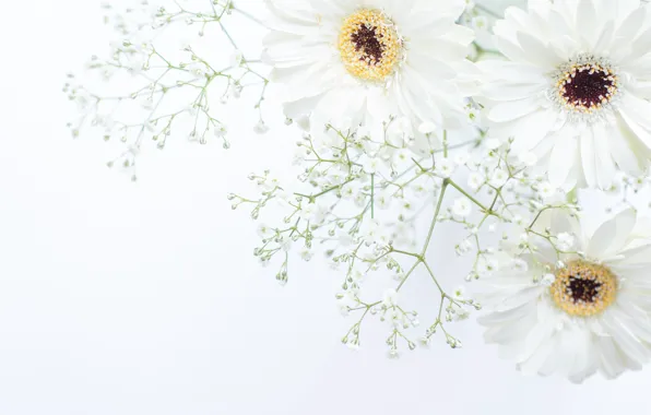 Picture flowers, gerbera, white
