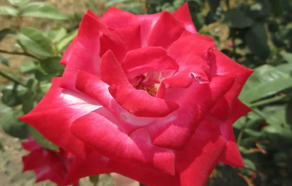 Picture macro, rose, petals, Meduzanol ©
