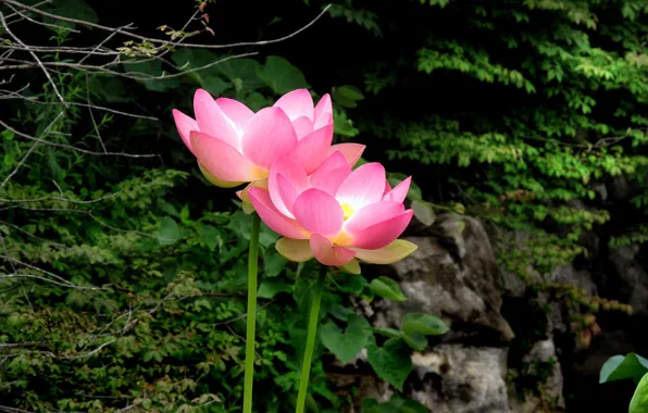 Picture Pink flowers, Lotus, Lotos
