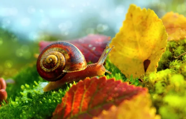 Picture Macro, Leaves, Snail, Macro