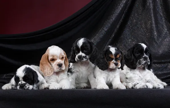 Picture puppies, breed, Spaniel, quintet