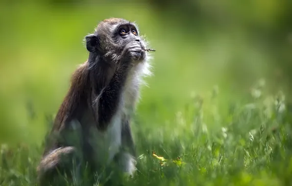 Picture nature, background, monkey