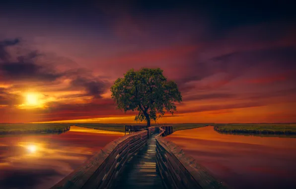 Picture the sky, tree, dawn, pond