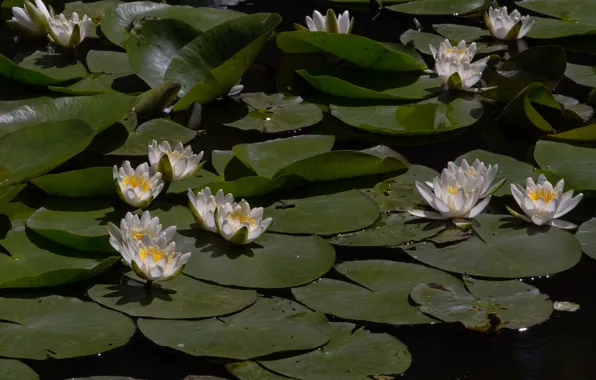 Picture leaves, nature, lake, Lily, water lilies