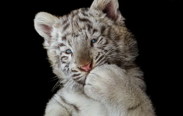 Picture paw, white tiger, black background, tiger, the dark background