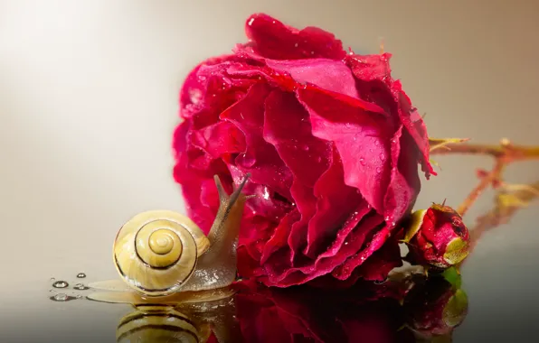 Picture drops, macro, reflection, rose, snail, Bud
