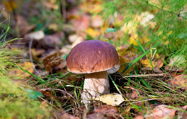 Picture white, mushroom, Borovik